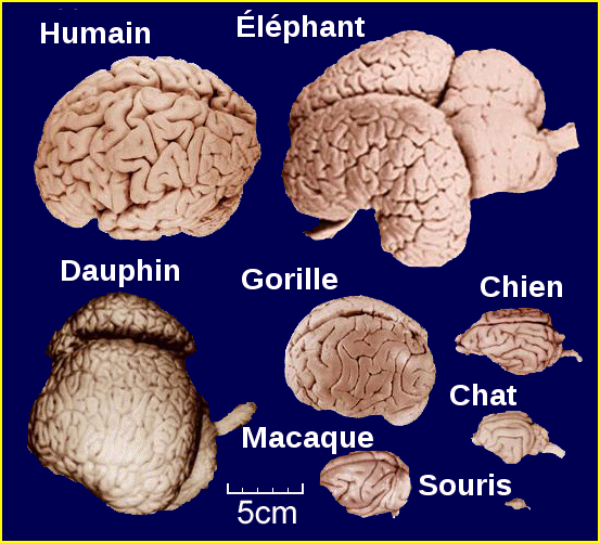 Différents cerveaux