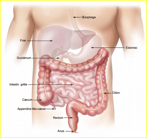 Le côlon, l'intestin grêle, le foie, l'estomac