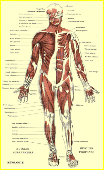 Les muscles du corps humain