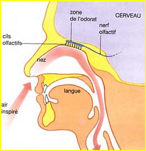 Le nez