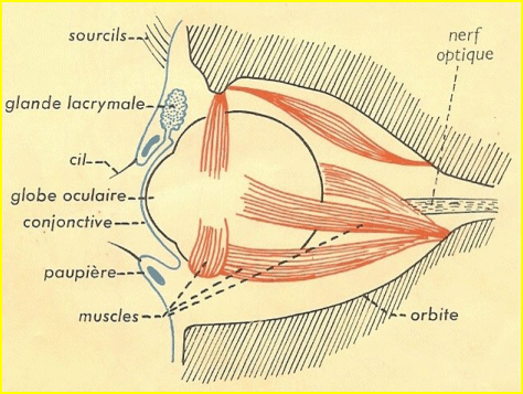L'œil en place dans son orbite