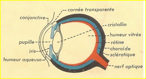 Globe oculaire vue en coupe