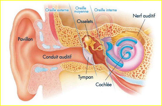 Coupe de l'oreille