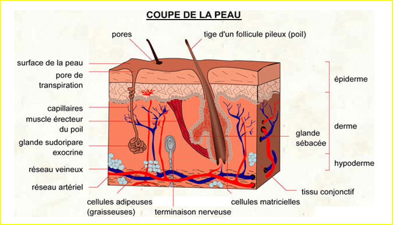 Coupe de la peau