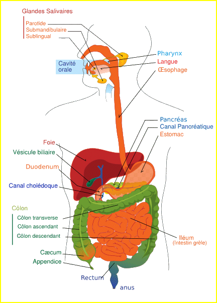 Le système digestif