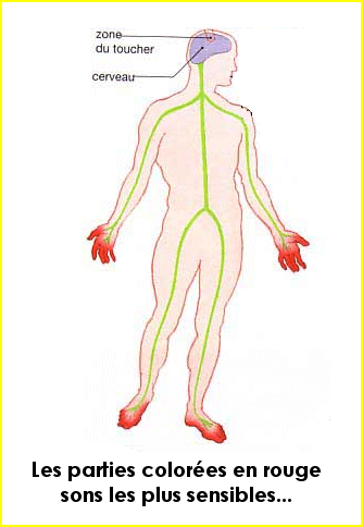 Les organes du toucher