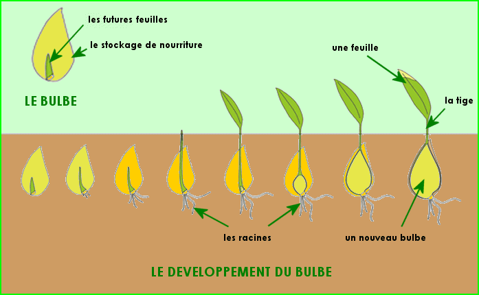 La reproduction des végétaux (2)