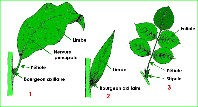 Anatomie d'une feuille