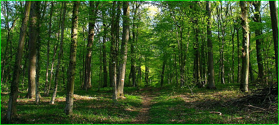 La forêt tempérée