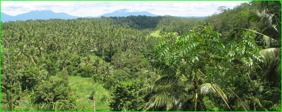 La forêt tropicale