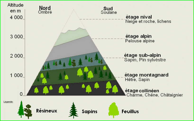 L'étagement de la végétation en montagne