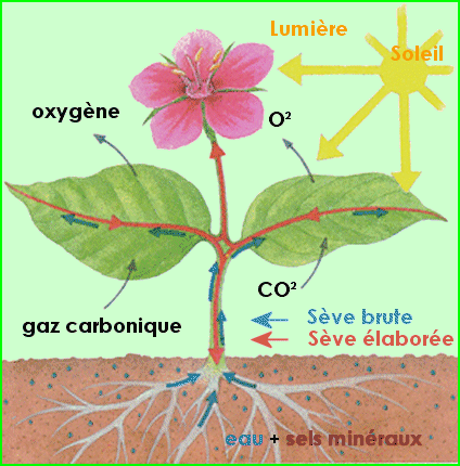 La photosynthèse