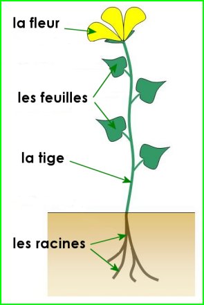 Organisation simplifiée d'un végétal