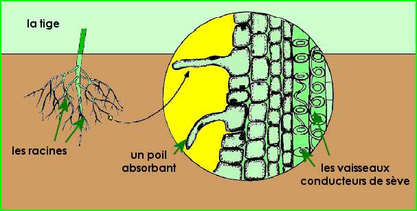 Le rôle des racines dans la nutrition des végétaux