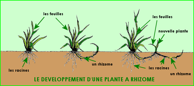 La reproduction des végétaux (3)