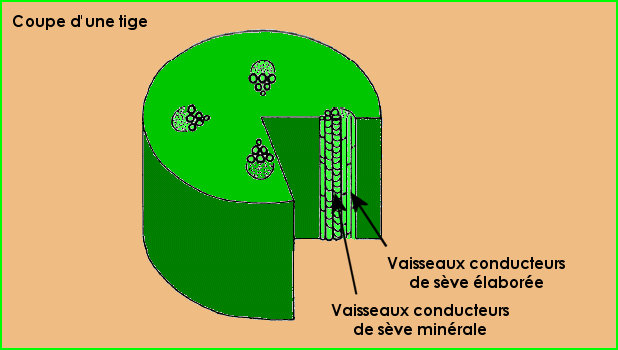 Coupe d'une tige