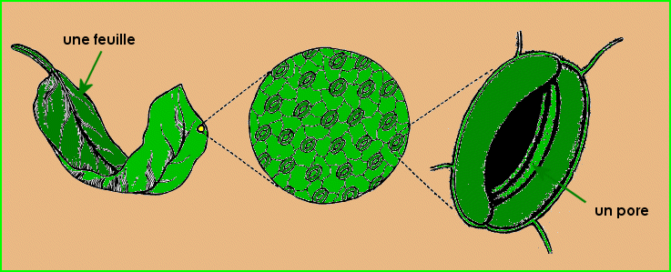 La respiration grâce aux feuilles