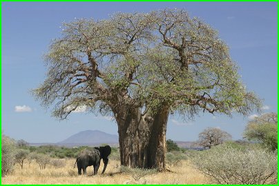 un baobab